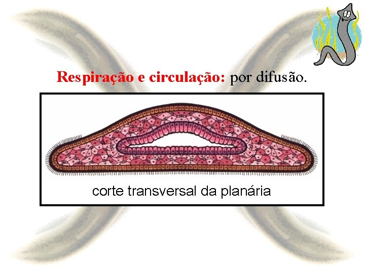 Respiração e circulação: por difusão. corte transversal da planária 