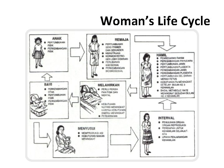 Woman’s Life Cycle 