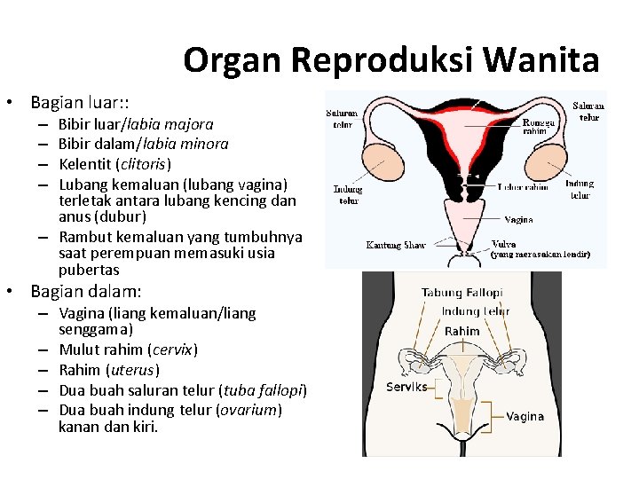 Organ Reproduksi Wanita • Bagian luar: : Bibir luar/labia majora Bibir dalam/labia minora Kelentit