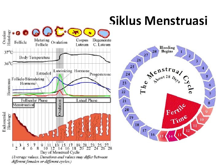 Siklus Menstruasi 