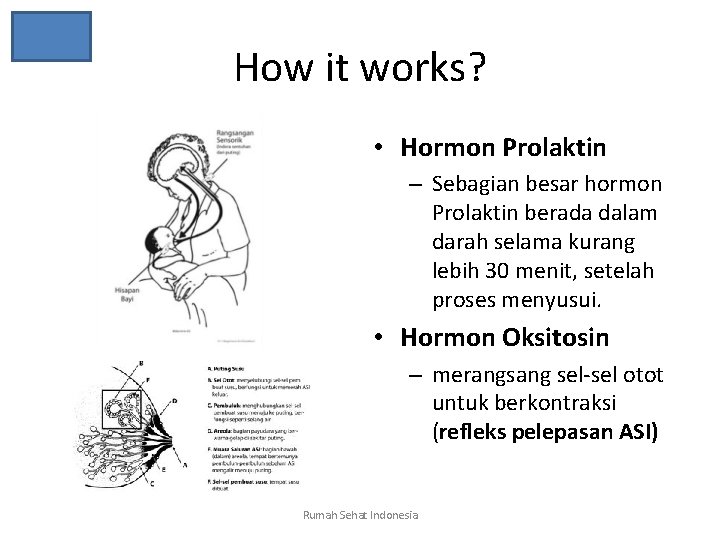 How it works? • Hormon Prolaktin – Sebagian besar hormon Prolaktin berada dalam darah