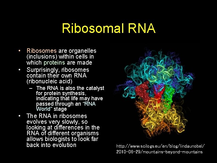 Ribosomal RNA • Ribosomes are organelles (inclusions) within cells in which proteins are made