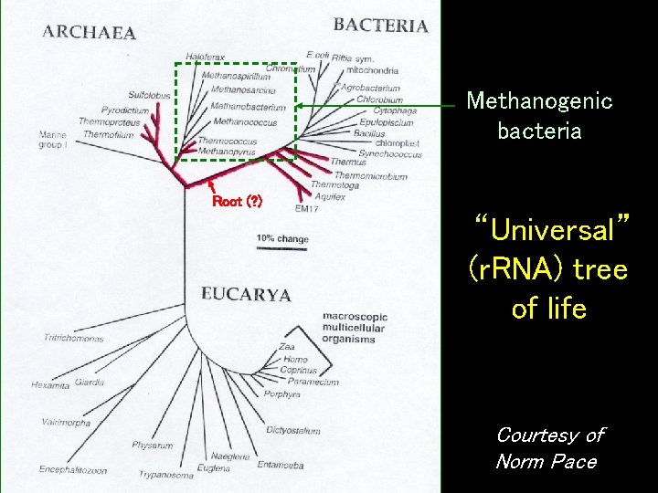 Methanogenic bacteria Root (? ) “Universal” (r. RNA) tree of life Courtesy of Norm