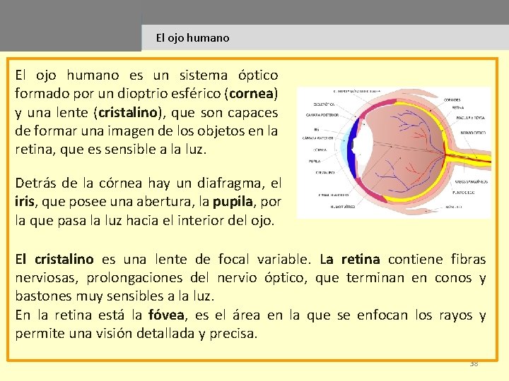 El ojo humano es un sistema óptico formado por un dioptrio esférico (cornea) y