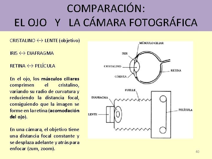 COMPARACIÓN: EL OJO Y LA CÁMARA FOTOGRÁFICA CRISTALINO ↔ LENTE (objetivo) IRIS ↔ DIAFRAGMA