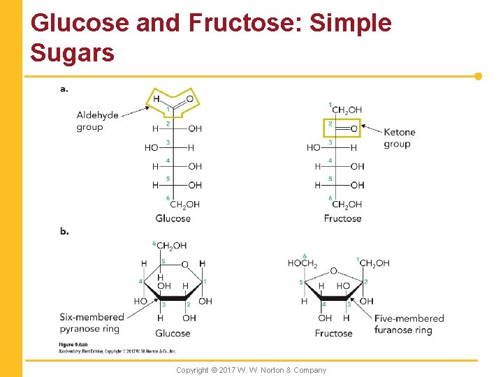 Glucose and Fructose: Simple Sugars Copyright © 2017 W. W. Norton & Company 