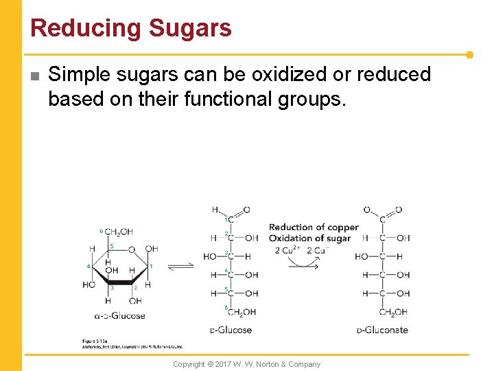 Reducing Sugars n Simple sugars can be oxidized or reduced based on their functional