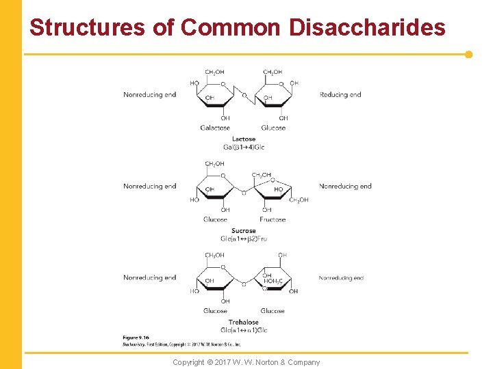 Structures of Common Disaccharides Copyright © 2017 W. W. Norton & Company 