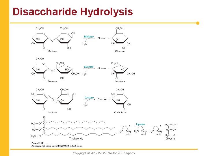 Disaccharide Hydrolysis Copyright © 2017 W. W. Norton & Company 