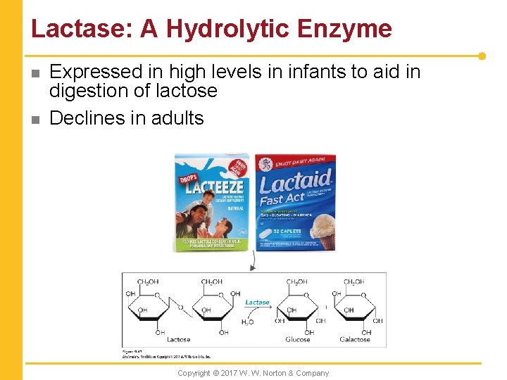 Lactase: A Hydrolytic Enzyme n n Expressed in high levels in infants to aid