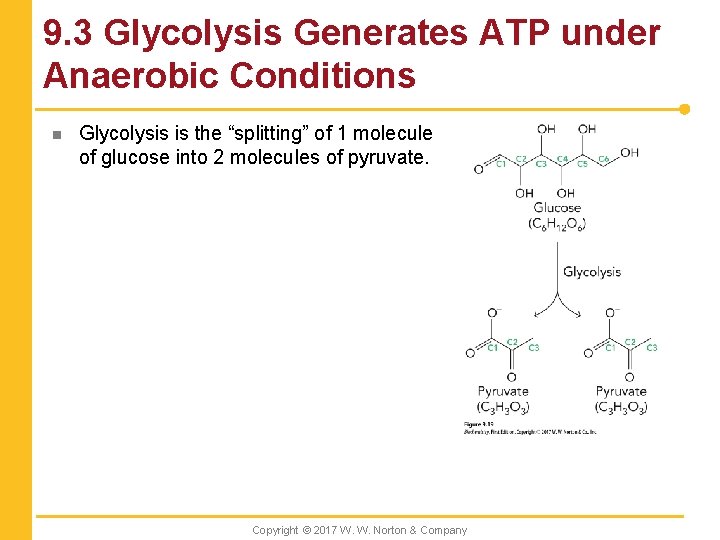 9. 3 Glycolysis Generates ATP under Anaerobic Conditions n Glycolysis is the “splitting” of