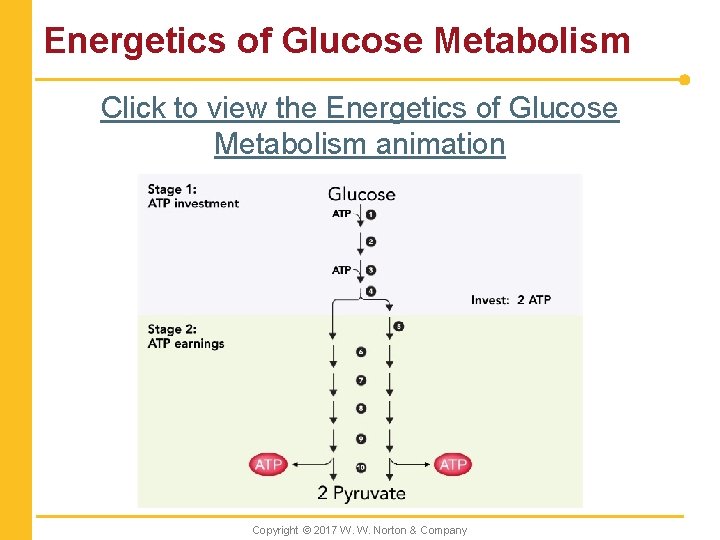 Energetics of Glucose Metabolism Click to view the Energetics of Glucose Metabolism animation Copyright