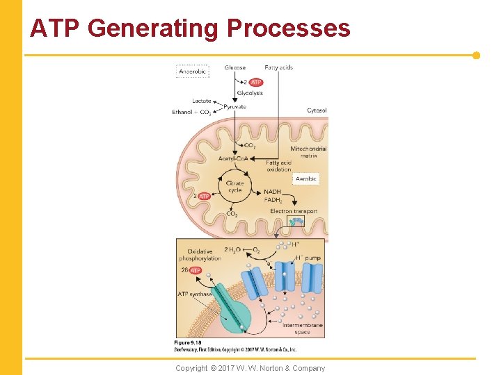 ATP Generating Processes Copyright © 2017 W. W. Norton & Company 