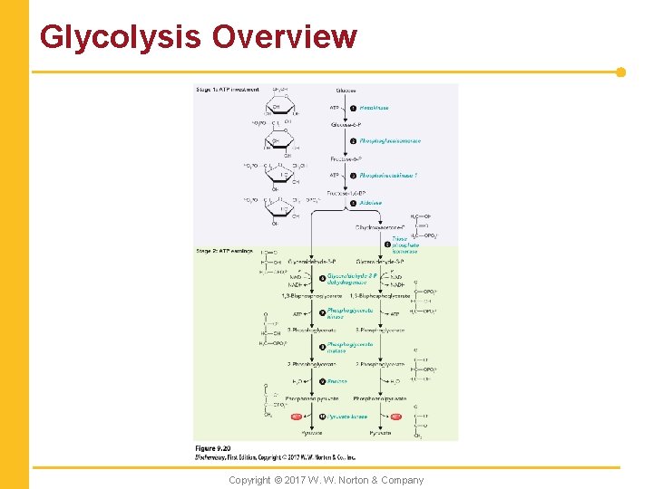 Glycolysis Overview Copyright © 2017 W. W. Norton & Company 