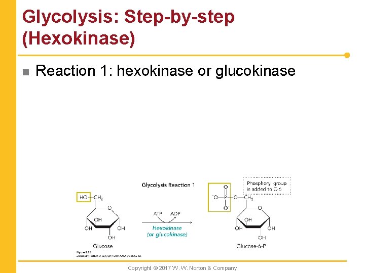 Glycolysis: Step-by-step (Hexokinase) n Reaction 1: hexokinase or glucokinase Copyright © 2017 W. W.