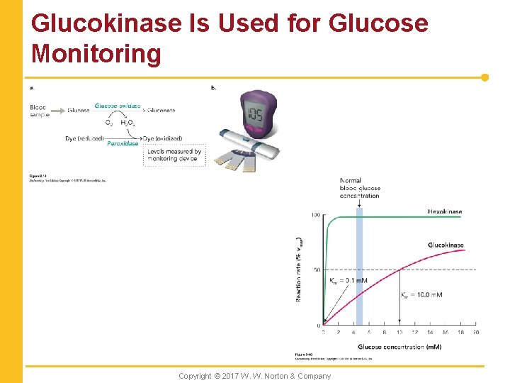 Glucokinase Is Used for Glucose Monitoring Copyright © 2017 W. W. Norton & Company