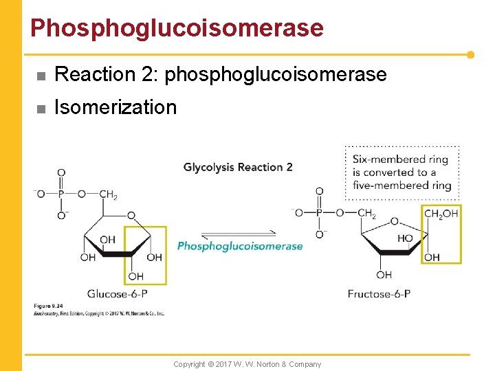 Phosphoglucoisomerase n Reaction 2: phosphoglucoisomerase n Isomerization Copyright © 2017 W. W. Norton &