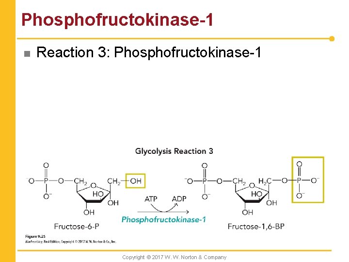 Phosphofructokinase-1 n Reaction 3: Phosphofructokinase-1 Copyright © 2017 W. W. Norton & Company 