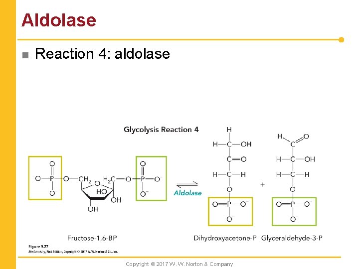 Aldolase n Reaction 4: aldolase Copyright © 2017 W. W. Norton & Company 