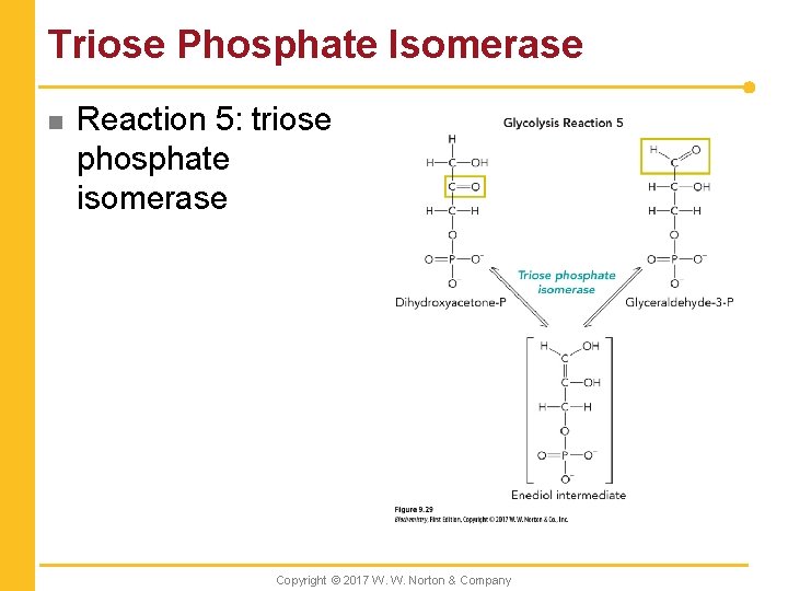 Triose Phosphate Isomerase n Reaction 5: triose phosphate isomerase Copyright © 2017 W. W.
