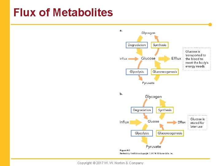 Flux of Metabolites Copyright © 2017 W. W. Norton & Company 
