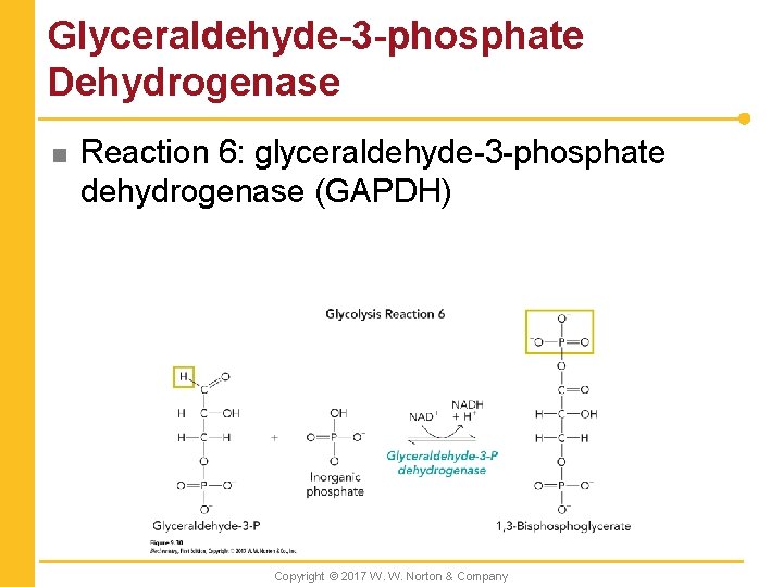 Glyceraldehyde-3 -phosphate Dehydrogenase n Reaction 6: glyceraldehyde-3 -phosphate dehydrogenase (GAPDH) Copyright © 2017 W.