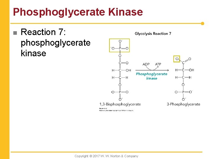 Phosphoglycerate Kinase n Reaction 7: phosphoglycerate kinase Copyright © 2017 W. W. Norton &