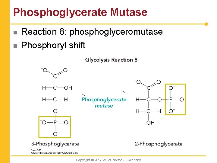 Phosphoglycerate Mutase n n Reaction 8: phosphoglyceromutase Phosphoryl shift Copyright © 2017 W. W.