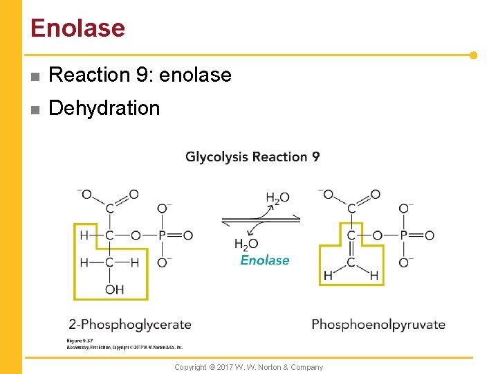 Enolase n Reaction 9: enolase n Dehydration Copyright © 2017 W. W. Norton &