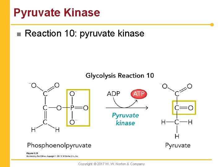 Pyruvate Kinase n Reaction 10: pyruvate kinase Copyright © 2017 W. W. Norton &