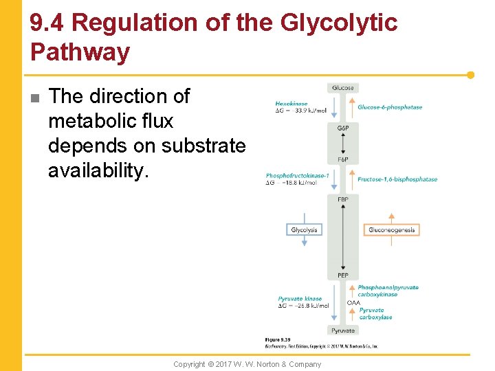 9. 4 Regulation of the Glycolytic Pathway n The direction of metabolic flux depends