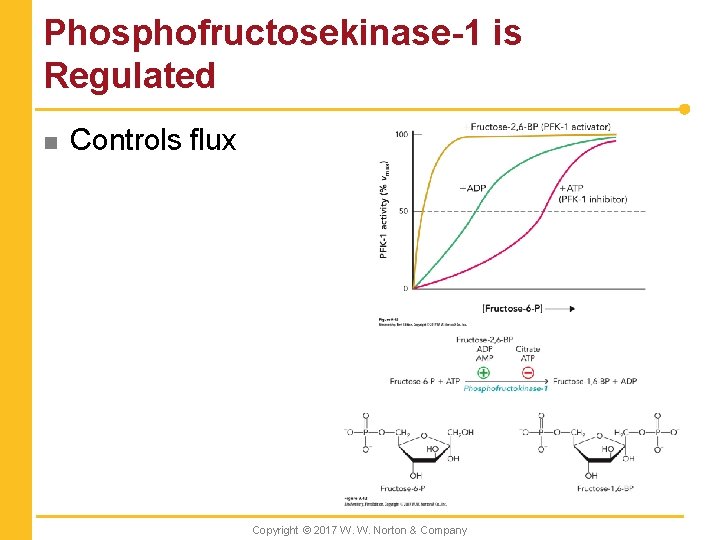Phosphofructosekinase-1 is Regulated n Controls flux Copyright © 2017 W. W. Norton & Company