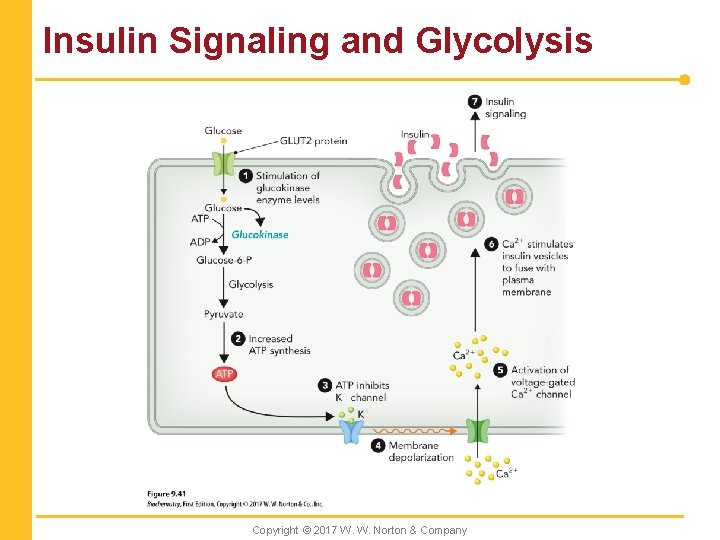 Insulin Signaling and Glycolysis Copyright © 2017 W. W. Norton & Company 