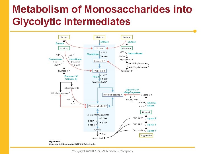 Metabolism of Monosaccharides into Glycolytic Intermediates Copyright © 2017 W. W. Norton & Company