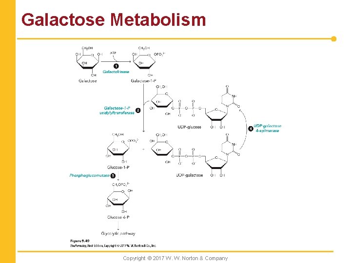 Galactose Metabolism Copyright © 2017 W. W. Norton & Company 