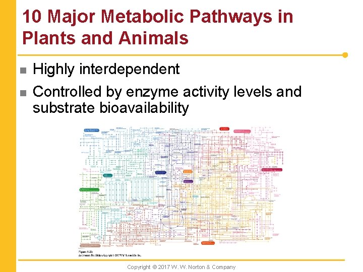 10 Major Metabolic Pathways in Plants and Animals n n Highly interdependent Controlled by