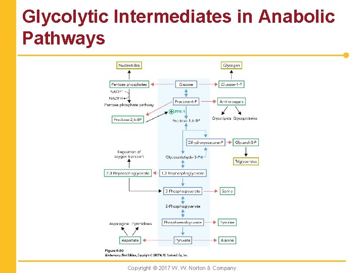 Glycolytic Intermediates in Anabolic Pathways Copyright © 2017 W. W. Norton & Company 