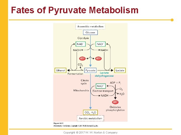 Fates of Pyruvate Metabolism Copyright © 2017 W. W. Norton & Company 