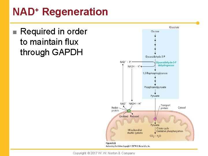 NAD+ Regeneration n Required in order to maintain flux through GAPDH Copyright © 2017
