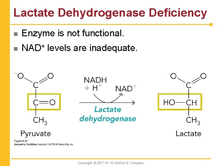 Lactate Dehydrogenase Deficiency n Enzyme is not functional. n NAD+ levels are inadequate. Copyright