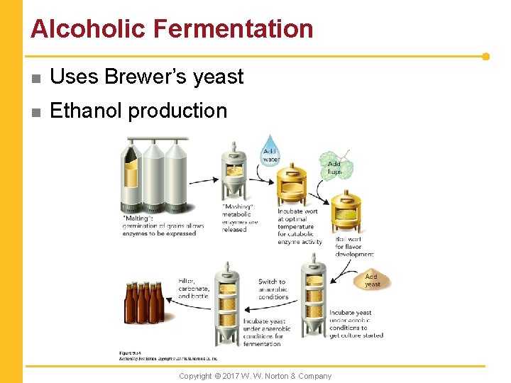 Alcoholic Fermentation n Uses Brewer’s yeast n Ethanol production Copyright © 2017 W. W.