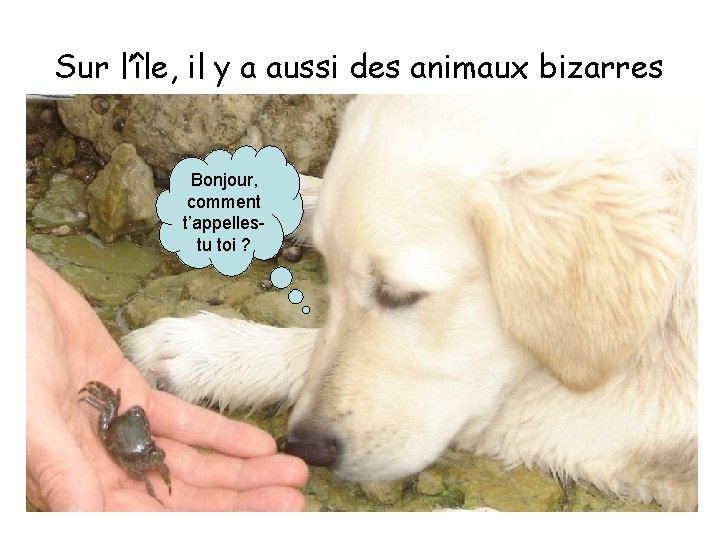 Sur l’île, il y a aussi des animaux bizarres Bonjour, comment t’appellestu toi ?