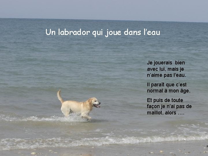 Un labrador qui joue dans l’eau Je jouerais bien avec lui, mais je n’aime