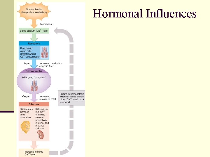 Hormonal Influences 
