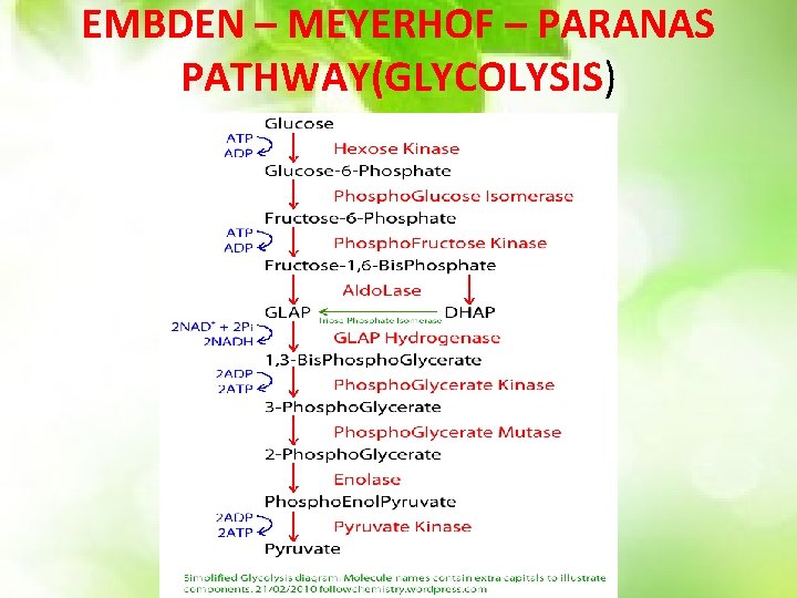 EMBDEN – MEYERHOF – PARANAS PATHWAY(GLYCOLYSIS) 