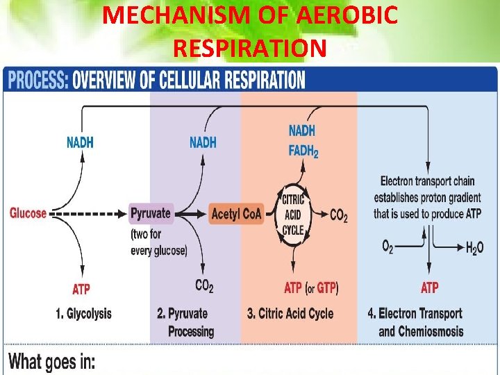 MECHANISM OF AEROBIC RESPIRATION 