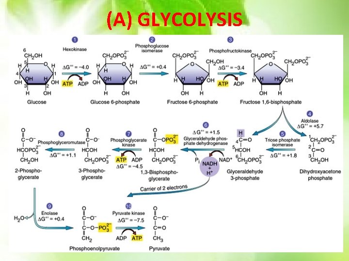 (A) GLYCOLYSIS 