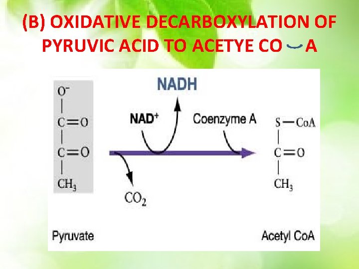 (B) OXIDATIVE DECARBOXYLATION OF PYRUVIC ACID TO ACETYE CO A 