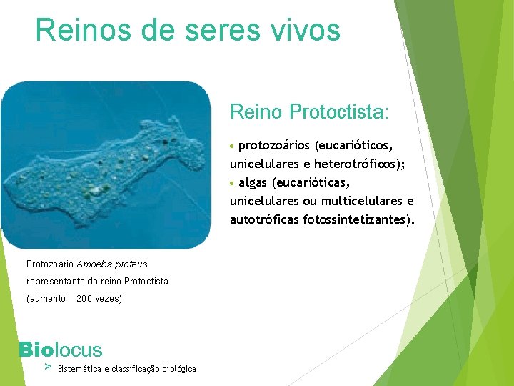 Reinos de seres vivos Reino Protoctista: protozoários (eucarióticos, unicelulares e heterotróficos); algas (eucarióticas, unicelulares