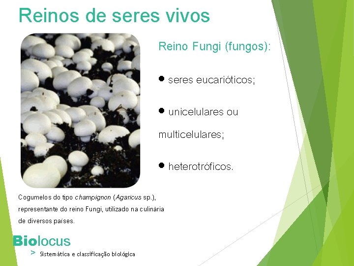 Reinos de seres vivos Reino Fungi (fungos): seres eucarióticos; unicelulares ou multicelulares; heterotróficos. Cogumelos